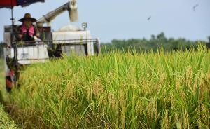 科學(xué)家改良光合效率制造超級作物，十五年后至少可增產(chǎn)20%