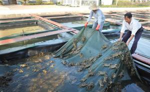 固城湖螃蟹加入今秋“螃蟹大战”，高淳螃蟹专家谈参战底气