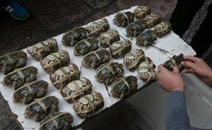 南进深圳、西拓西安，南京高淳固城湖大闸蟹四面出击抢占市场