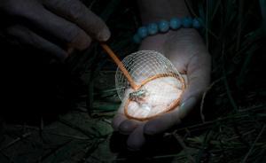 讲真｜小城青年的网络蟋蟀生意：两月收入抵一年