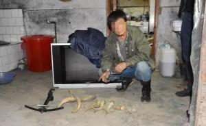 團(tuán)伙自制槍支炸彈在東北虎豹國(guó)家公園獵殺黑熊，共8人被抓獲