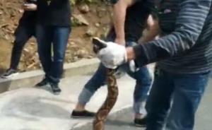 湖南石門縣森林公安解救被非法獵捕五步蛇，泡酒前將其查獲