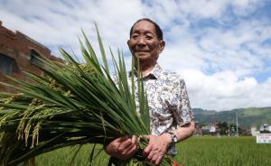 袁隆平宣布重大成果：通過敲掉某些基因，水稻親本去鎘獲突破