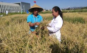 袁隆平的海水稻：最高畝產(chǎn)超620公斤