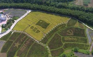 各地迎国庆中秋：稻子、鲤鱼组爱国图案