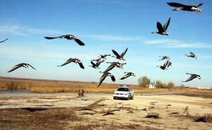 國家林業(yè)局：嚴厲打擊候鳥非法貿(mào)易，強化疫源疫病監(jiān)測防控