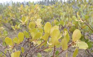 探访植物学家钟扬生前所种红树林：部分已衍三代可抗冬寒