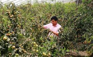 人民网谈副县长微博卖冬枣：舆论呼唤更多官员“网红”