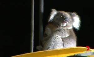 調(diào)皮考拉被困鉆探機(jī)，消防員成功救援