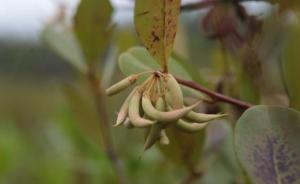 探访植物学家钟扬为上海留下的红树林