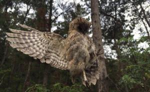 大連老鐵山保護區(qū)現(xiàn)捕鳥網(wǎng)，十余只國家二級保護鳥類死亡