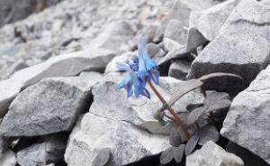 中科院专家发现植物伪装术，同一物种在不同山头颜色不一