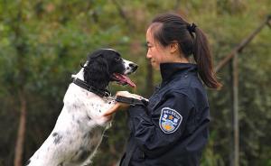 法者｜重慶訓(xùn)犬女警：帶犬后不用化妝品，最擔(dān)心愛犬在外餓著