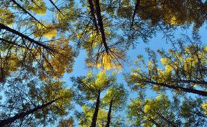 國家林業(yè)局：我國成為世界林業(yè)產(chǎn)業(yè)發(fā)展最快的國家