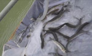 西藏最大水电站:放流珍稀鱼苗保障繁衍