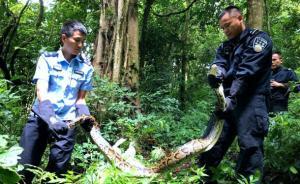 云南森警放生3條一級保護動物緬甸蟒，最大的長3米重42斤