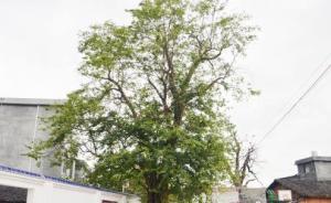 湖南江華發(fā)現(xiàn)一株宋朝時期珍稀青檀樹，樹齡近千歲