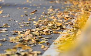 将秋韵美景留给行人：杭州15条道路白天只捡垃圾不扫落叶