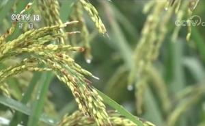 植株高2米!袁隆平點(diǎn)贊高產(chǎn)“巨型稻”