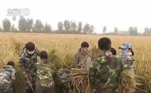 實(shí)拍超級(jí)稻迎來(lái)收割，畝產(chǎn)創(chuàng)世界新紀(jì)錄