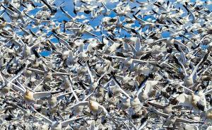 数千只加拿大鹅迁徙至魁北克：水库边起飞觅食，场面十分壮观