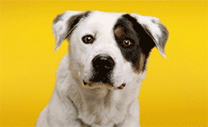 和人类共存3万年的家犬如何被驯化？用面部表情回应你的注视