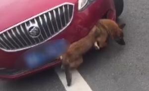 女司机高速撞狗：惊慌“怼”狗40公里