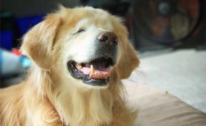 這條用微笑治愈他人的金毛去了汪星球