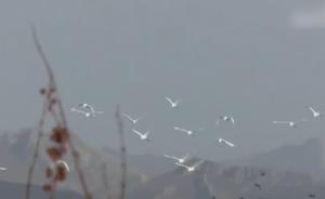 巴音布鲁克天鹅湖：上万只天鹅开始南迁