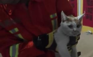 小猫被困天花板，热心老人报警拆板救出