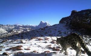 瀾滄江源昂賽峽谷試水“雪豹自然體驗路線”，戶均增收六千元