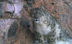 世界雪豹日｜青海雜多縣與環保組織合作，已監測到24只雪豹