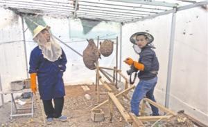 “追蜂少年”的生意经：“飙蜂”飙出灵感，驯化野蜂年入百万