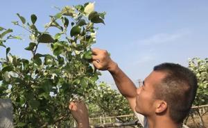 “名校雙學(xué)霸”甘當(dāng)農(nóng)民7年，遇臺風(fēng)損失800萬借錢重來