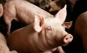 日本將允許利用動(dòng)物培育人體器官的研究