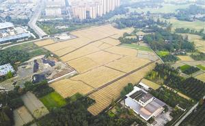 袁隆平在成都的“寶貝田”將搬家，新試驗(yàn)田落戶郫都區(qū)