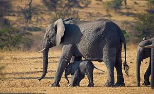 全球10年投144億美元保護(hù)生物，有無成效？答案首次揭曉