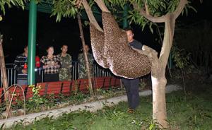 桂花飘香，千余只野蜂筑巢广西一校园