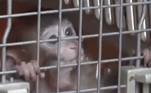 小猴携奶瓶“闯民宅”，民警用食物诱捕