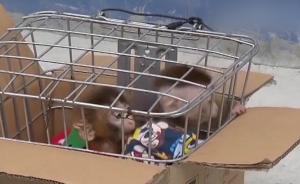 监控曝光：诱捕猕猴当宠物，夫妻俩被抓