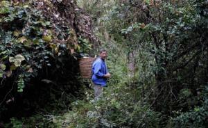 重庆南川大山深处挖笋人，负重80斤在悬崖上攀行