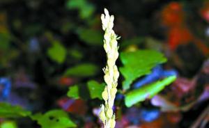 北京發(fā)現(xiàn)野生蘭花新種，刷新世界“無喙蘭屬”記錄
