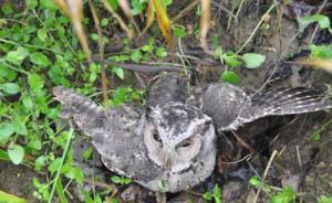 國家二級保護動物領角鸮掉落陷阱受重傷，云南森警及時救助
