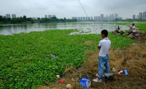 漢江水葫蘆泛濫，武漢市民江邊釣魚(yú)游泳