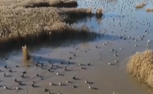 黄河三角洲湿地芦花飞雪，数千天鹅过冬