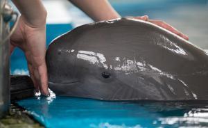 中科院水生生物研究所副所長：白鱀豚并未被宣布滅絕