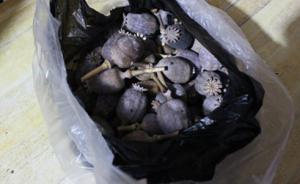 河北石家莊一拉面館為招攬顧客用罌粟殼作調(diào)料，警方抓獲四人