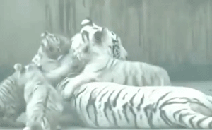 四胞胎白虎齐亮相,“痴情”虎爸栏外等