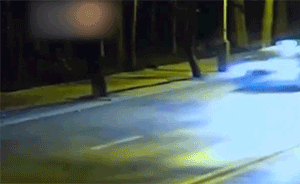 200多斤野猪蹿进出租车底,当场死亡