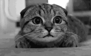 “吸貓族”當心！貓抓病秋冬季高發(fā)，免疫力低下者慎養(yǎng)寵物